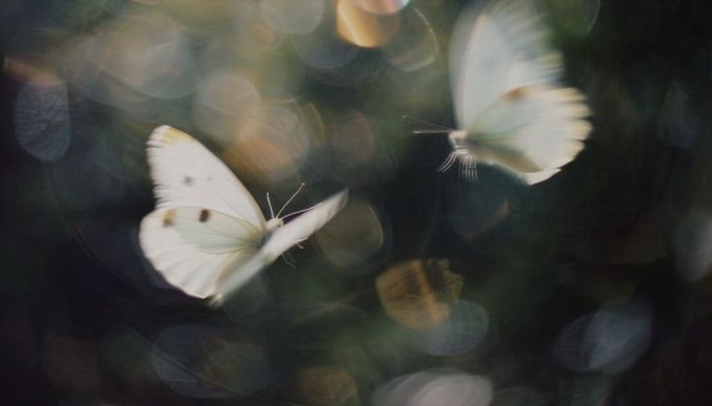 White butterflies in flight against a dark background